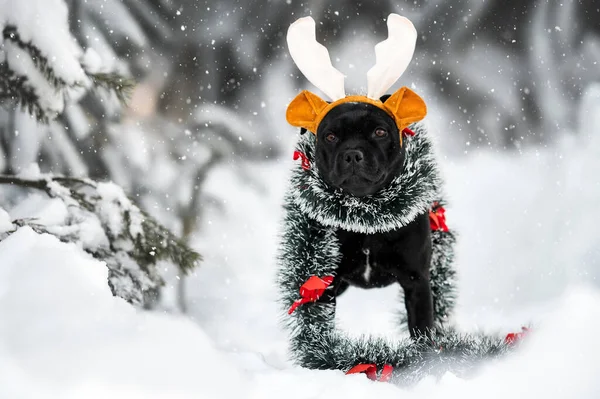 Staffordshire Bulteriér Pes Pózující Vánoce Sněhu — Stock fotografie