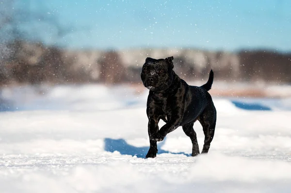 Black Staffordshire Bull Terrier Dog Running Snow — Stock Photo, Image