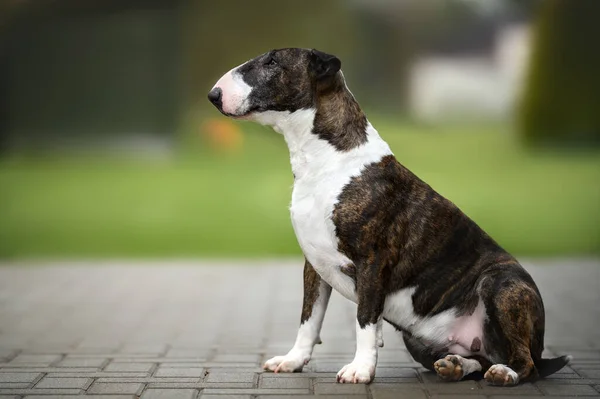 Bello Senior Toro Terrier Cane Seduto All Aperto — Foto Stock