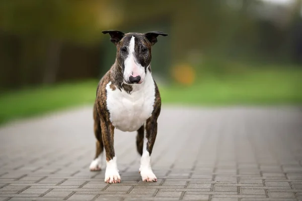 Funny Old Bull Terrier Dog Standing Outdoors — Stock Photo, Image