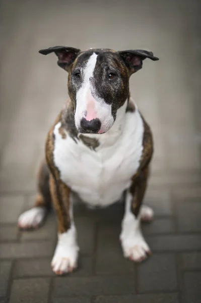 Brown Old Bull Terrier Dog Portrait Outdoors — Stock Photo, Image