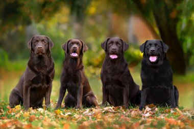 Dört labrador köpeği arka arkaya dışarıda oturuyor.