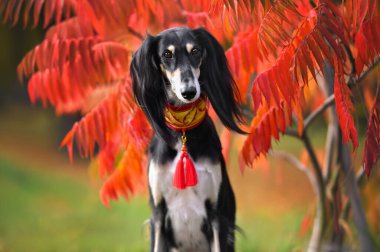 Güzel bir saluki köpek portresi. Açık havada, kırmızı yapraklı bir ağacın yanında.