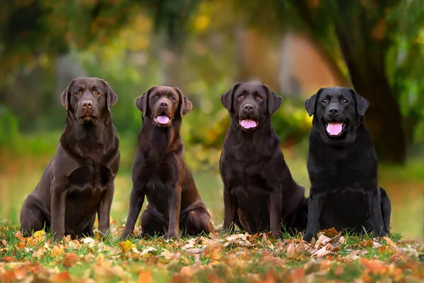 Fyra Labrador Hundar Sitter Utomhus Rad — Stockfoto