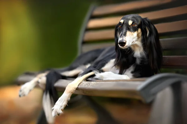 屋外のベンチに寝そべっている美しいサルキ犬 — ストック写真
