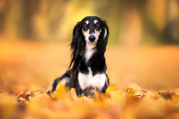 Vacker Saluki Hund Liggande Fallna Löv Utomhus Hösten — Stockfoto