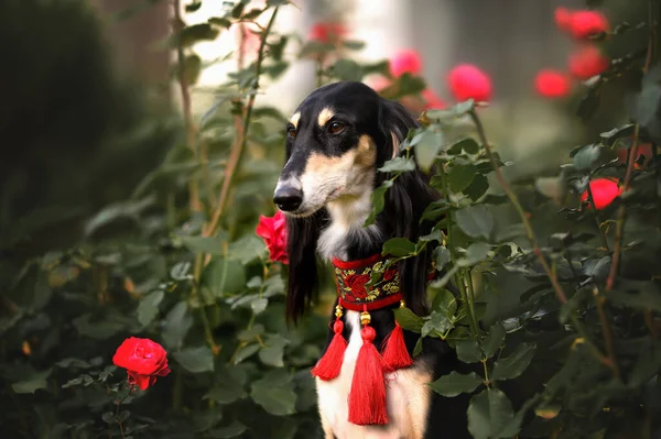Açık Havada Tasmalı Güzel Bir Saluki Köpek Portresi — Stok fotoğraf