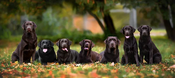 Ομάδα Επτά Λαμπραντόρ Retriever Σκυλιά Ποζάρουν Εξωτερικούς Χώρους Μαζί — Φωτογραφία Αρχείου