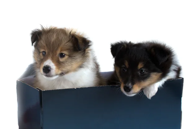 Two little sheltie puppy in a gift box — Stock Photo, Image
