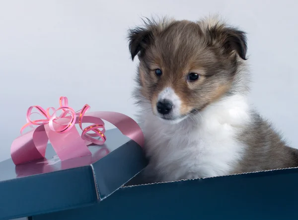 Маленький щенок Шелти в подарочной коробке — стоковое фото