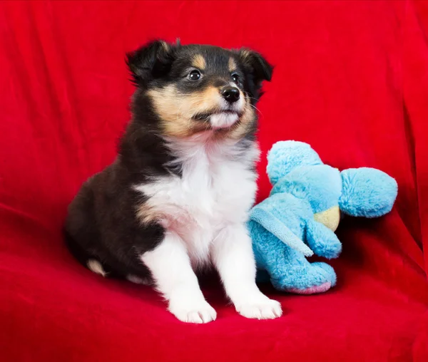 小さな子犬シェルティー — ストック写真