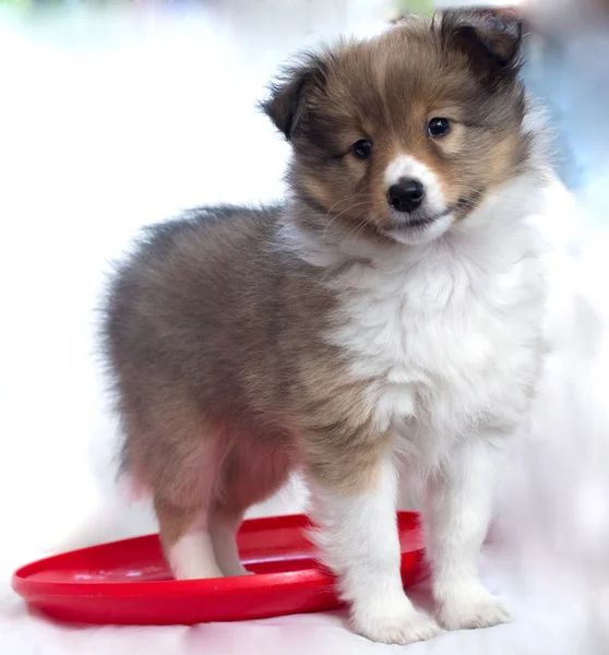 Kleine pup sheltie — Stockfoto