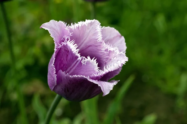 Tulipa franzida — Fotografia de Stock