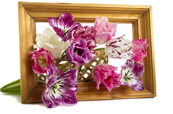 Kytice tulipánů v rámečku na bílém pozadí — Stock fotografie