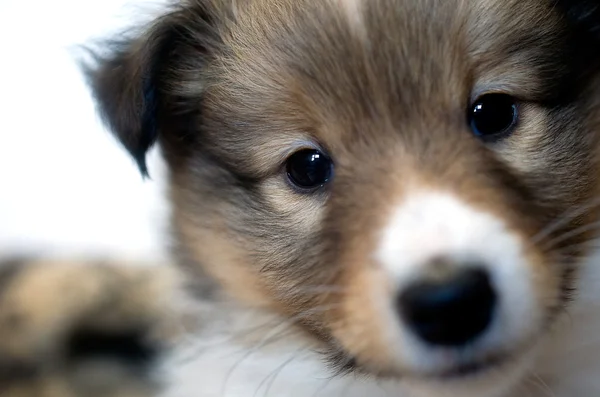 Kleine pup shetland sheepdog — Stockfoto
