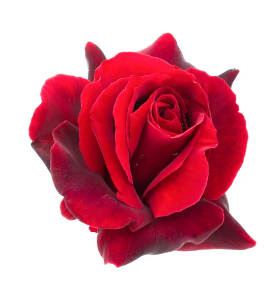 Dark red rose on a white background — Stock Photo, Image