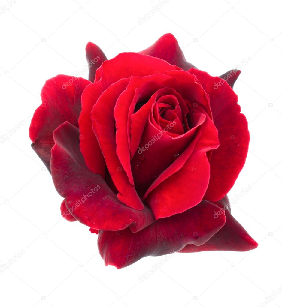 dark red rose on a white background