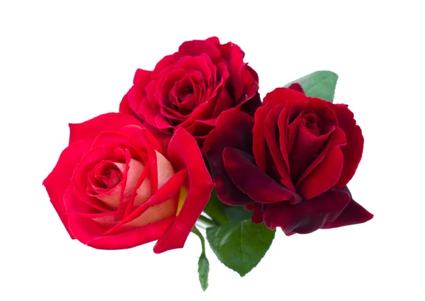 Drei rote Rosen auf weißem Hintergrund — Stockfoto