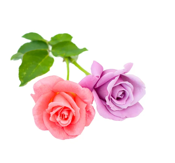 Two roses are on a white background — Stock Photo, Image