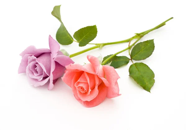 Duas rosas estão em um fundo branco — Fotografia de Stock