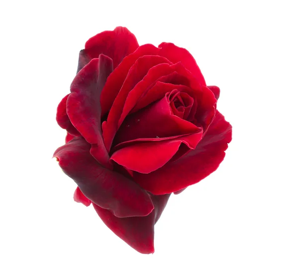 Rose rouge foncé est sur un fond blanc — Photo