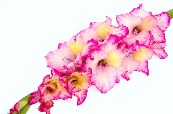 Rózsaszín gladiolus van fehér alapon — Stock Fotó