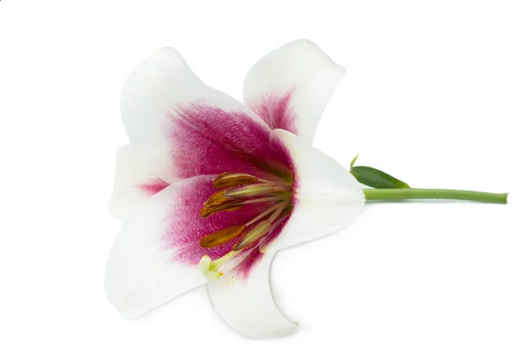 Bílá lilie s růžovými centrum — Stock fotografie
