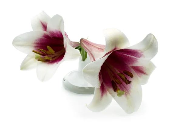 Two white lilies with pink center — Stock Photo, Image