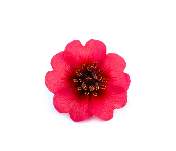 Jasne piękny kwiat czerwony — Zdjęcie stockowe