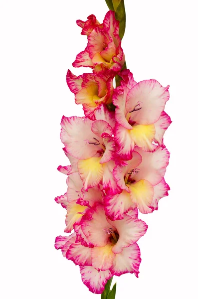 Rózsaszín gladiolus van fehér alapon — Stock Fotó