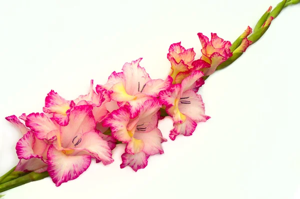 Rosa gladiolus är på vit bakgrund — Stockfoto
