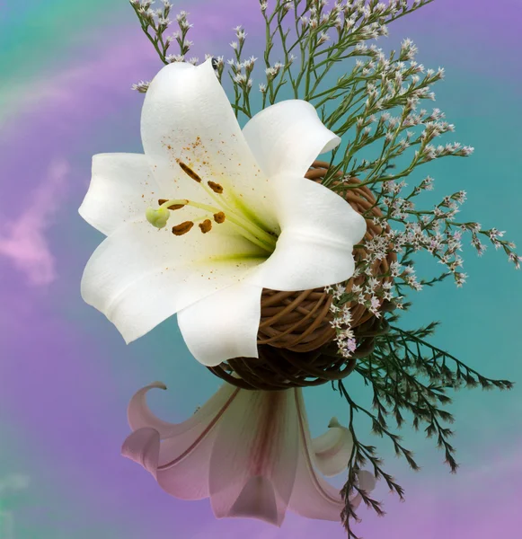 White lily reflected in the colored mirror — Stock Photo, Image