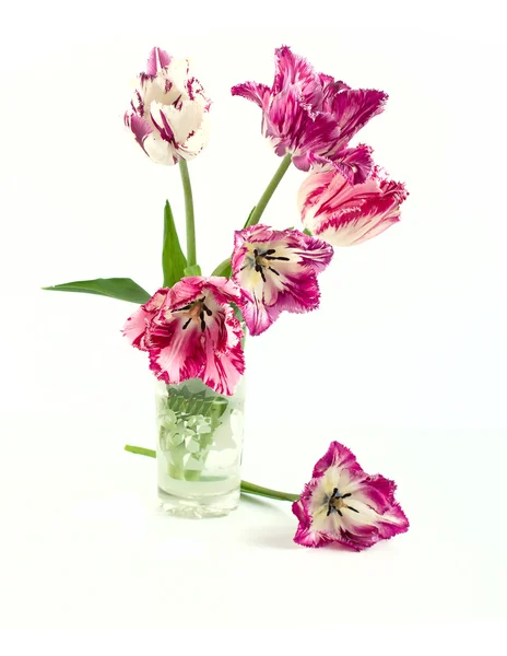 Lemovaný Tulipán — Stock fotografie