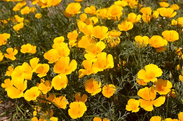 La floración brillante eshsholtsiya — Foto de Stock