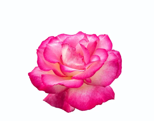 Bright beautiful pink rose — Stock Photo, Image