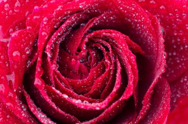 Gül çiğ damlaları ile