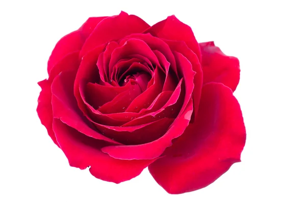 Роза с каплями росы — стоковое фото