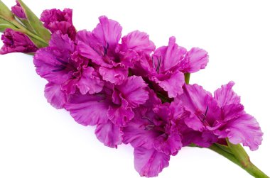 pembe Glayöl beyaz arka plan üzerinde olduğunu