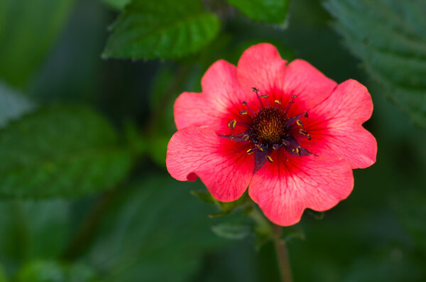 Potentilla - bright beautiful red flower