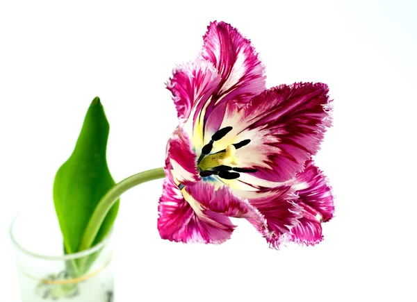 Fransade tulip — Stockfoto