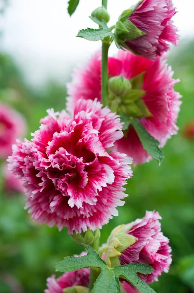Terry mallow flower growing in the garden — Stock Photo, Image