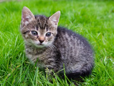 küçük yavru çizgili yeşil çimenlerin üzerinde avcılık