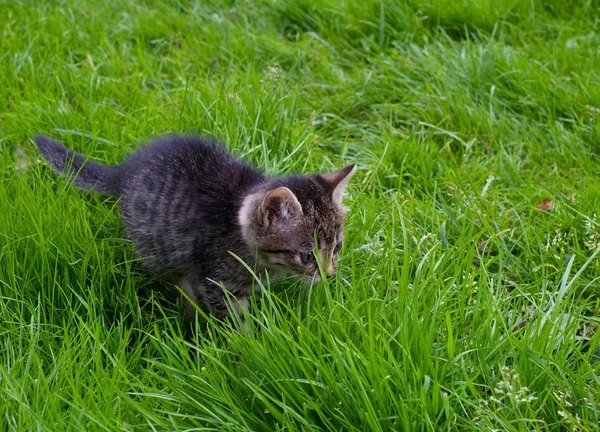 Small striped kitten is hunting on green grass — Stock Photo, Image