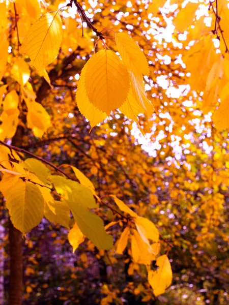 Yellow leaves fall from the trees in autumn — Stock Photo, Image