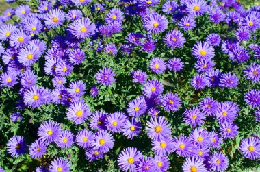 sarı yapraklar sonbaharda ağaçlardan düşmek