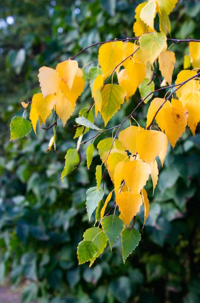 Yellow leaves fall from the trees in autumn — Stock Photo, Image