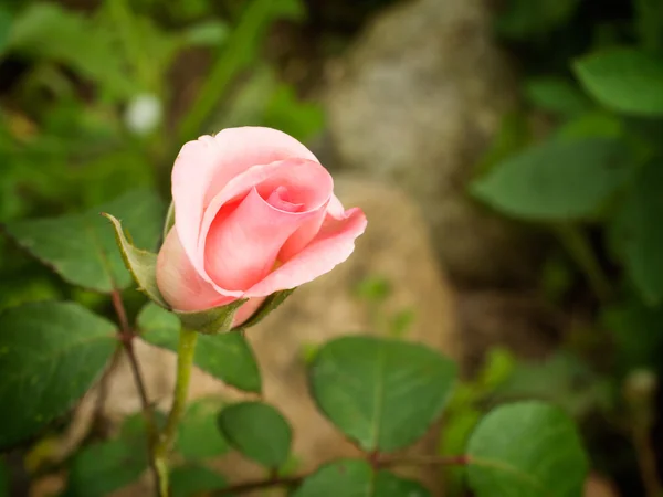 Rosa rosa — Fotografia de Stock