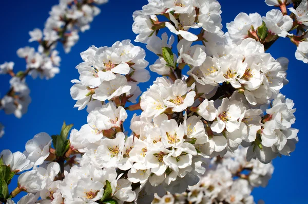 Flores de cerezo — Foto de Stock