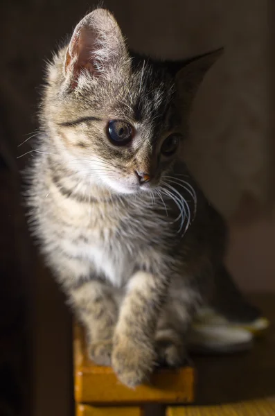 Small striped kitten — Stock Photo, Image