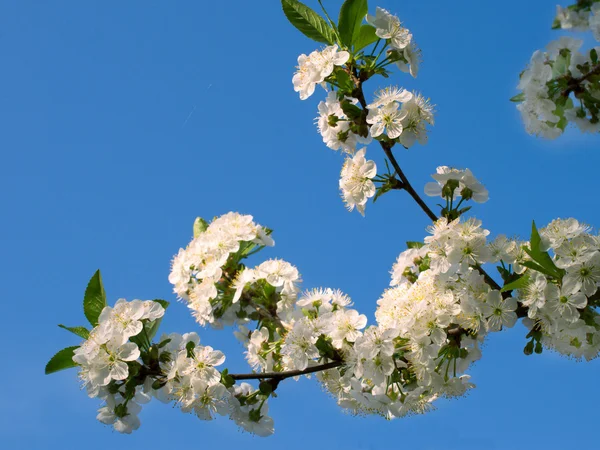 Kirschblüten — Stockfoto